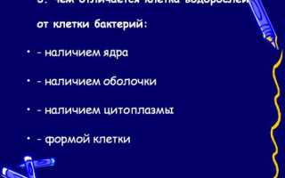 Чего мы не знали о бактериях и водорослях