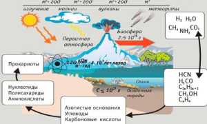 Бактерия – клетка без ядра