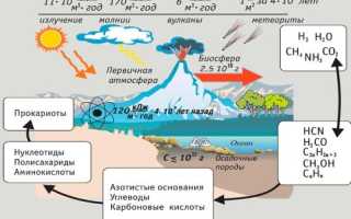 Бактерия – клетка без ядра