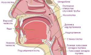 Состав патогенной микрофлоры полости рта и ее роль