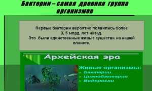«Все могут короли…», или Многообразие бактериальных свойств