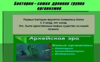 Изучаем родословную бактерий: это животные или растения?