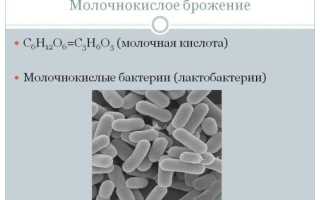 Польза и вред молочнокислых бактерий