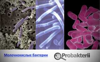 Как молочнокислые бактерии способны влиять на здоровье человека