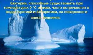 Где психрофилам жить хорошо?