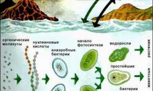 Большая польза от маленьких друзей – бактерий