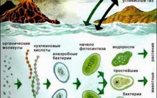 Большая польза от маленьких друзей – бактерий