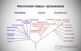 Принцип и задачи систематики бактерий