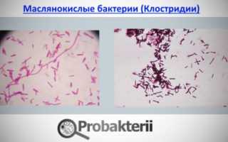 Особенности и применение маслянокислых бактерий