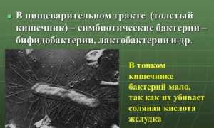 Зачем нужны и как работают бактерии в толстом кишечнике человека