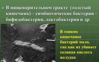 Зачем нужны и как работают бактерии в толстом кишечнике человека