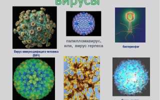 Детские инфекции: корь, краснуха, паротит и ветрянка. На что обратить внимание родителям?