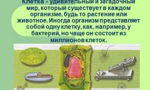 Чего не имеет бактериальная клетка
