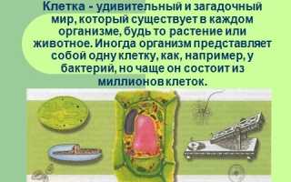 Чего не имеет бактериальная клетка