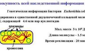 Методы и прикладное значение исследования генома бактерий