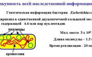 Методы и прикладное значение исследования генома бактерий