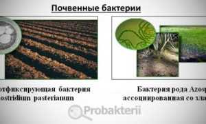Опасны ли почвенные бактерии
