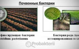 Опасны ли почвенные бактерии