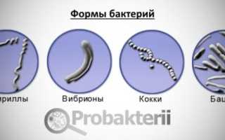 Вселенная под микроскопом. Бактерии семейства кокки
