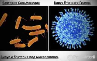 Обитатели невидимого мира: вирусы, бактерии, простейшие. Кто они – друзья или враги для человека?