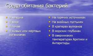Основное место жительства бактерий