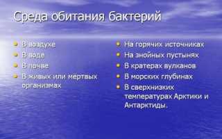 Маленькие, да удаленькие: особенности организма бактерий