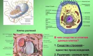 В чем заключаются главные отличия строения клеток бактерий и животных