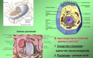 В чем заключаются главные отличия строения клеток бактерий и животных
