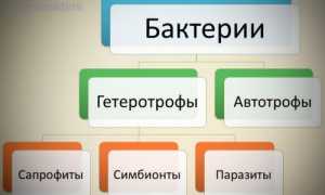 Как и чем питаются различные бактерии