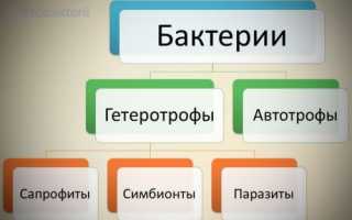 Как и чем питаются различные бактерии