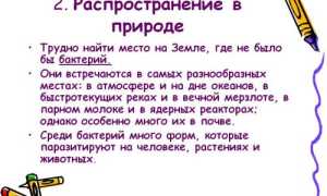 Бактерии и их роль в природе и круговороте веществ