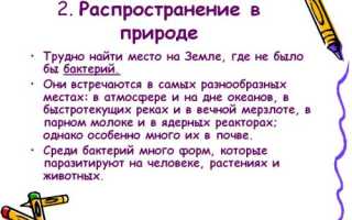 Бактерии и их роль в природе и круговороте веществ