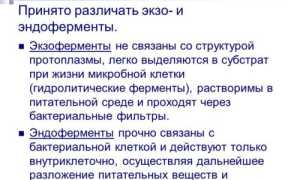 Как у бактерий и грибов происходит обмен веществ и какова роль в нем экзофермента