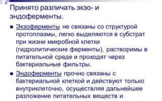 Как у бактерий и грибов происходит обмен веществ и какова роль в нем экзофермента