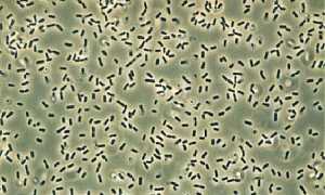 Bacillus subtilis: основные свойства, характеристики, особенности