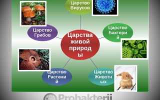 Представители царства бактерий – мельчайшие живые организмы
