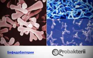 Как создать для бифидобактерий благоприятную среду и зачем это нужно