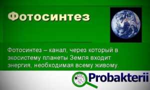 У истоков фотосинтеза: особенности фотосинтезирующих бактерий