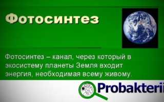 У истоков фотосинтеза: особенности фотосинтезирующих бактерий