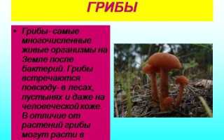 Грибы и их отличия от бактерий
