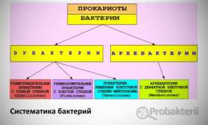 Кто они – бактерии и что представляют собой самые многочисленные жители нашей планеты?