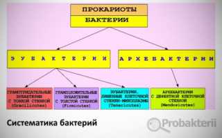 Кто они – бактерии и что представляют собой самые многочисленные жители нашей планеты?