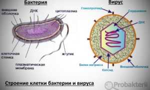 Немного о бактериях, вирусах и грибках в быту: где искать и как бороться