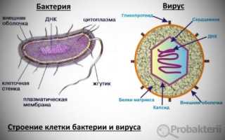 Немного о бактериях, вирусах и грибках в быту: где искать и как бороться