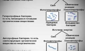 Многообразие типов питания, присущего бактериям