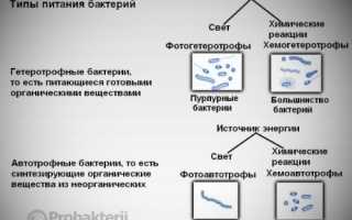 Многообразие типов питания, присущего бактериям
