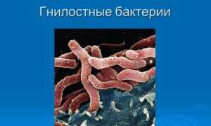 Какова роль гнилостных бактерий в природе и жизни человека