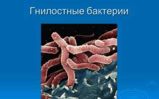 Какова роль гнилостных бактерий в природе и жизни человека