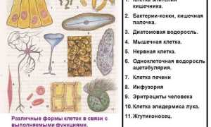Что общего и какие различия между клетками растений, грибов, бактерий и животных?