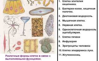 Что общего и какие различия между клетками растений, грибов, бактерий и животных?